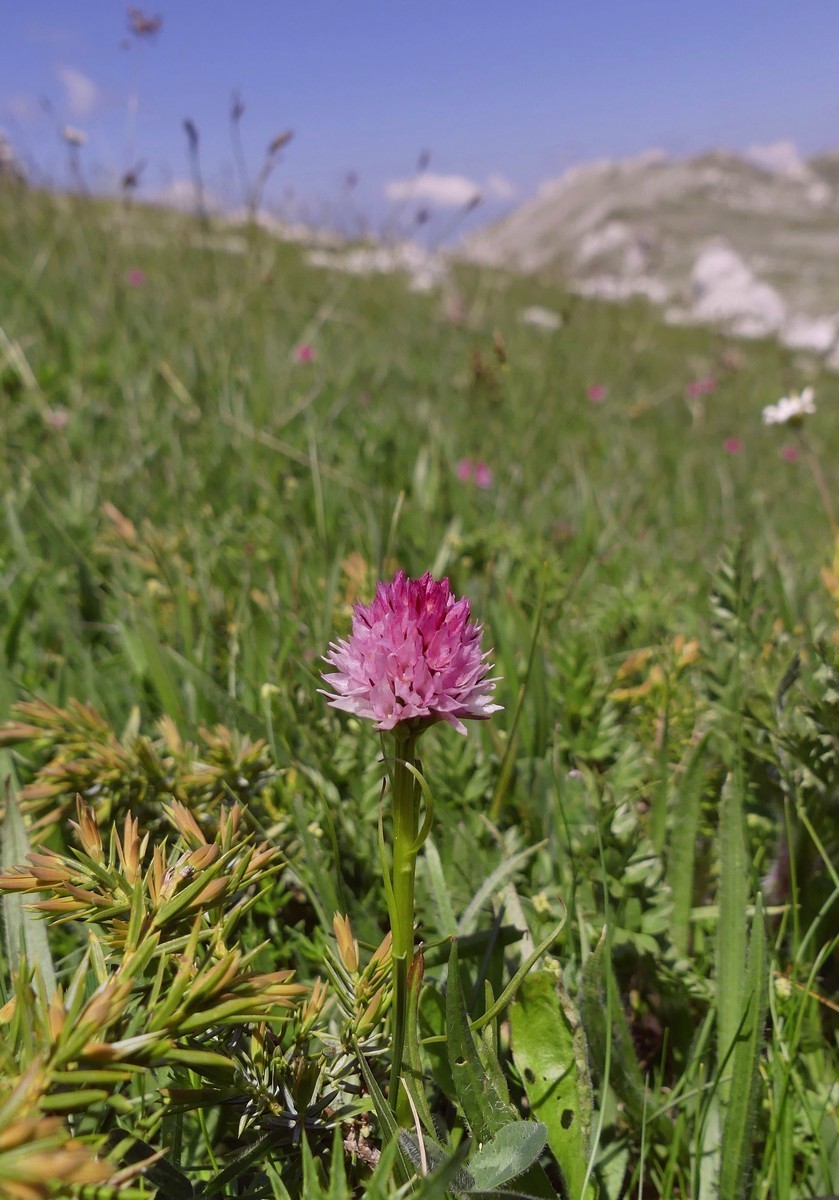 D. sambucina, N. widderi, O. spitzelii nel Parco Nazionale dAbruzzo, Lazio e Molise - giu